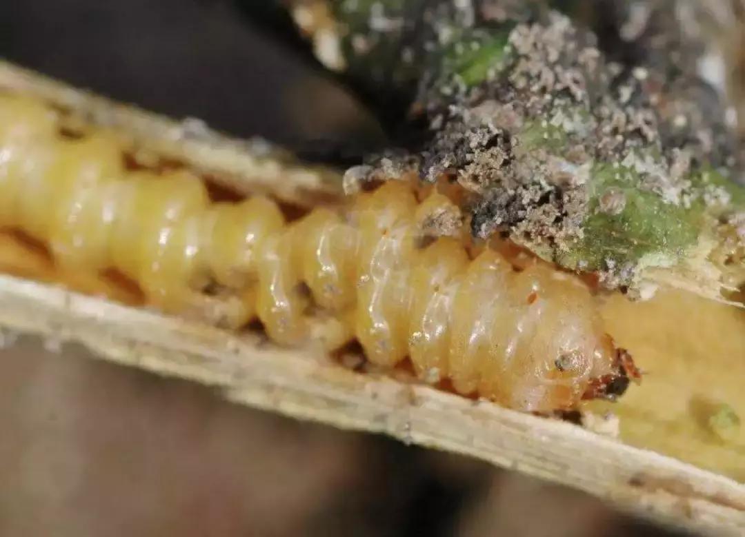 柑橘树的土壤里的虫用什么药,柑橘生长过程中主要有哪些病虫害