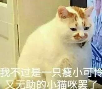 福懋宠物医院深圳,猫咪大块掉毛是猫癣快好了吗