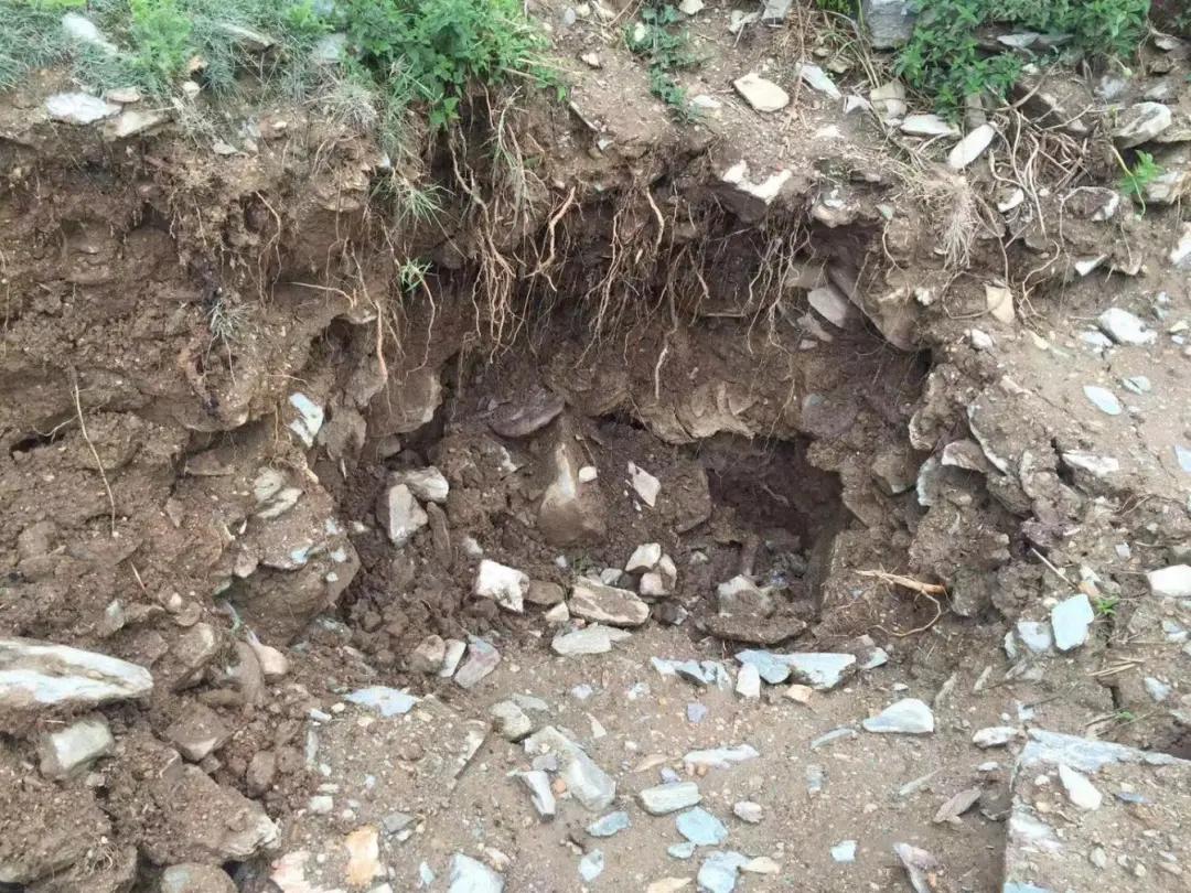 藏羚羊尸体处理结果,藏羚羊的尸骨