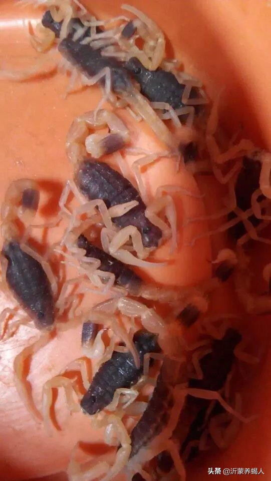 蝎子养殖技术分析就业前景,蝎子养殖的可行性报告