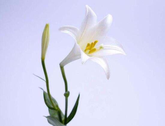 百合花叶子顶部发黄怎么补救,百合花下面叶子发黄怎么办的视频