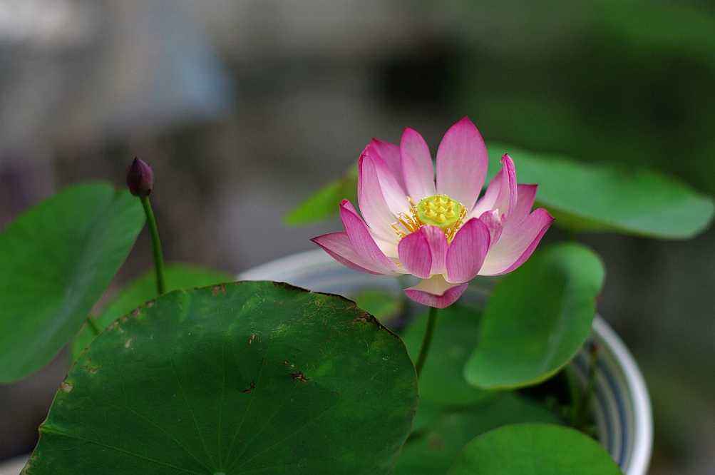 碗莲种植方法水培好还是泥土种好,11月份能用碗莲种子种碗莲吗