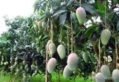 我喜欢芒果你喜欢吗用英语怎么说,我喜欢芒果