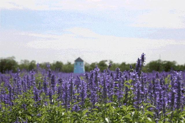 2020丰台文化和旅游消夏季活动正式启动！5条线路，游园、嬉水、赏花、亲子、夜游，全都有！