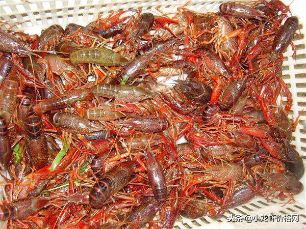 鱼虾混养亩塘能养多少小龙虾虾苗,稻虾共养一亩稻田放养多少斤虾苗