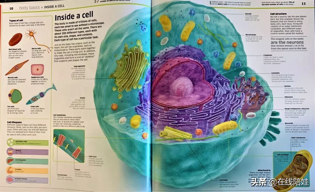 dk知识大百科全套,dk知识大百科书金银版