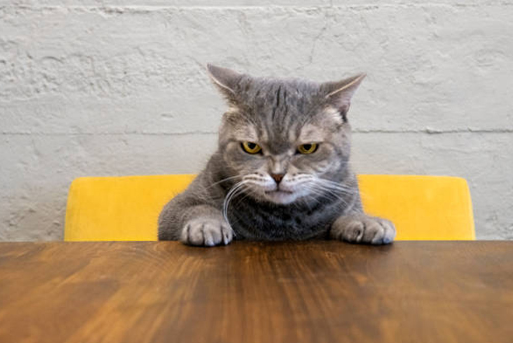 怎么才能使猫安静下来,怎么让生气的猫平静下来