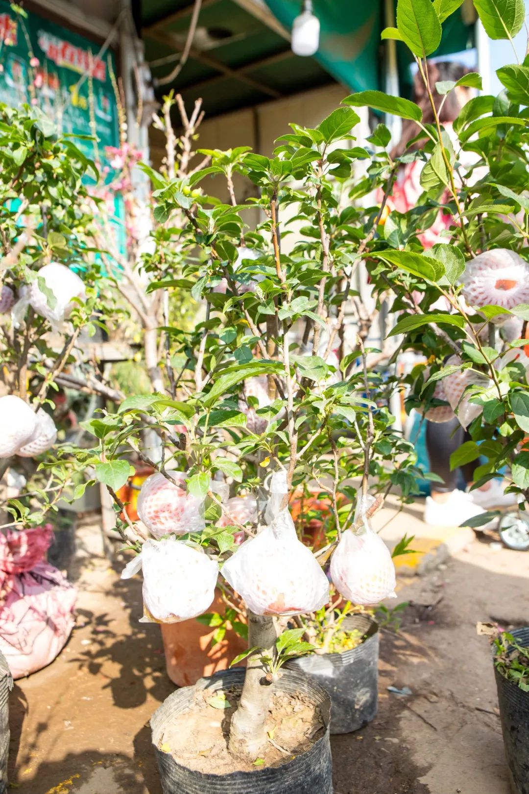 广州最大的花卉市场有哪些店,广州最便宜的花卉交易市场