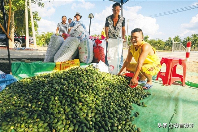 槟榔千万不要吃太多,贪吃槟榔会怎么样