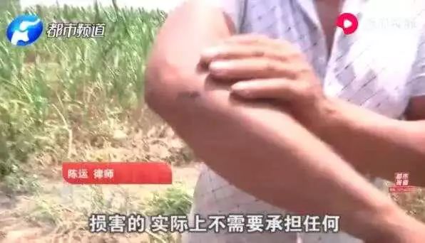 瓜农西瓜被偷要倒赔小偷300元,瓜农西瓜被偷还要赔偿300元