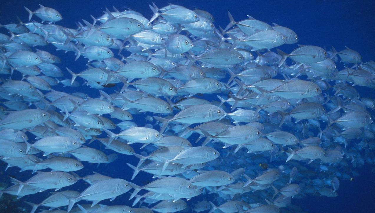 复尔康胶原蛋白贴是真的吗,性价比高且效果好的胶原蛋白