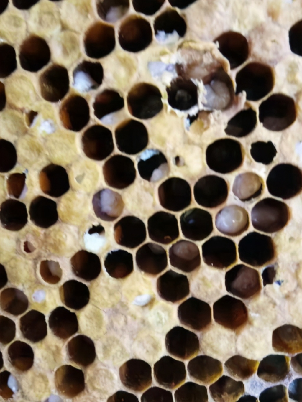 中蜂烂子病的特效药,中蜂烂子病治疗方法