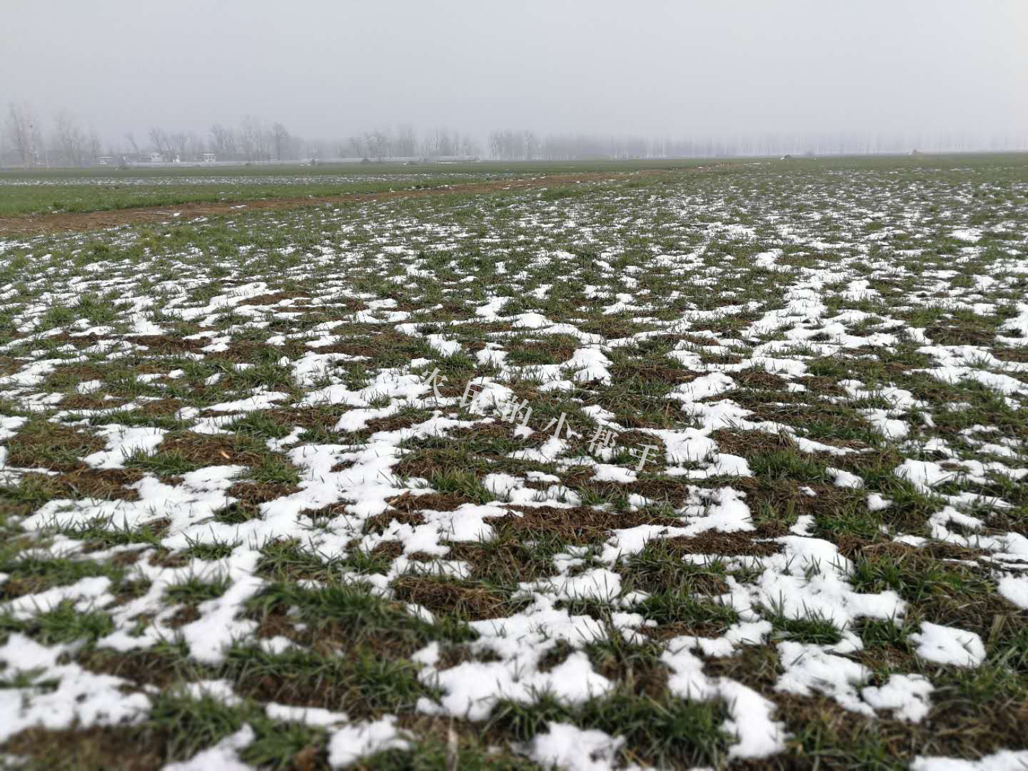 小麦返青慢的原因,小麦种子出芽慢是怎么回事