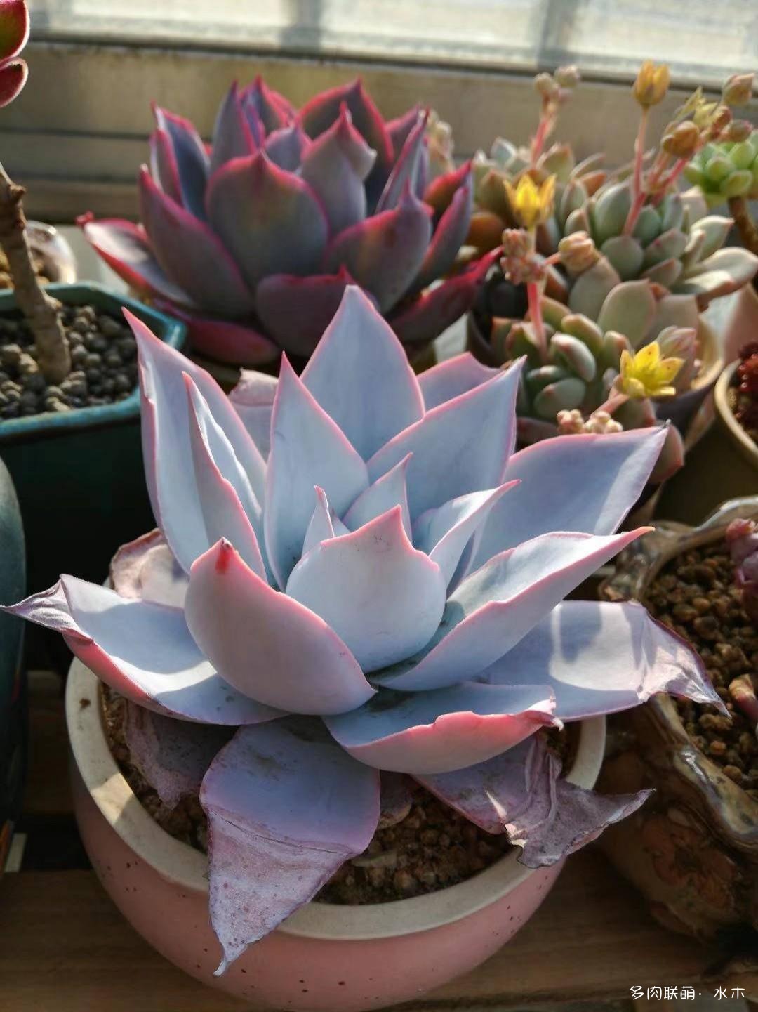 才两个月，多肉的颜值就被夏天偷走了