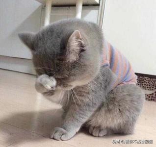 猫尿味怎么彻底去除衣服上的,地板砖上的猫尿味怎么去除