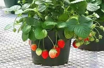 在大连去旅顺华酝牡丹园坐什么车,大连旅顺华酝牡丹园几月份适合去