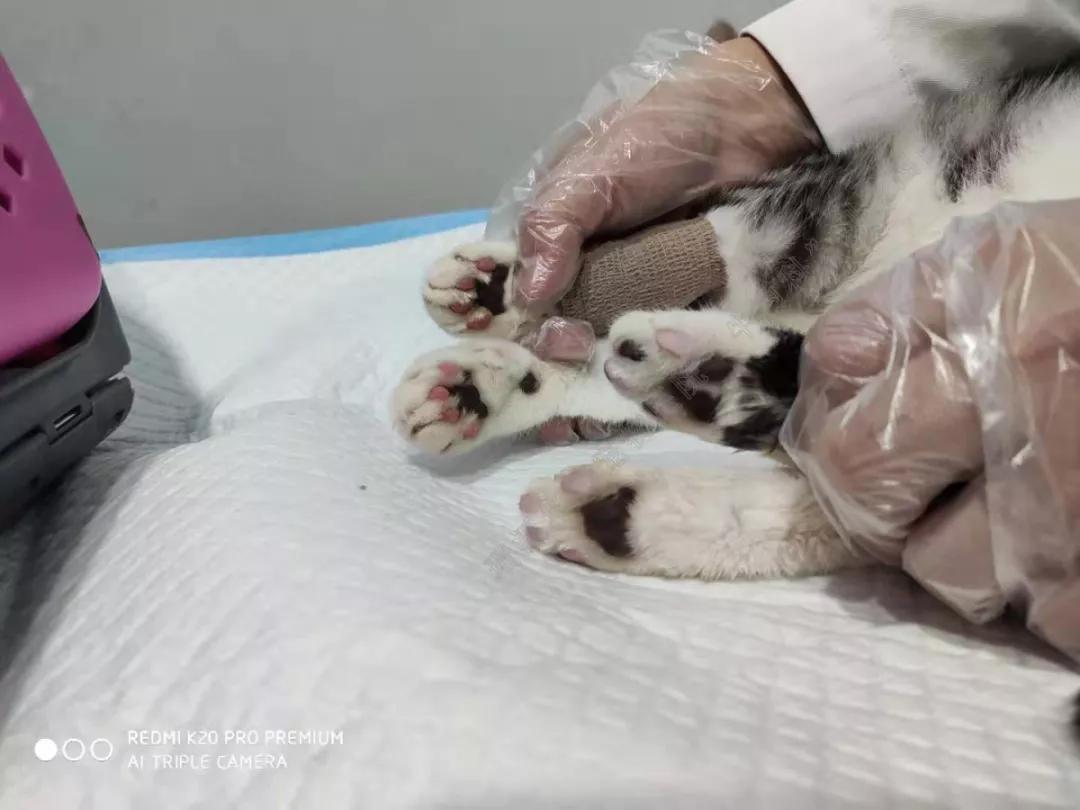 牛心脏疾病,牛心脏上有哪些疾病