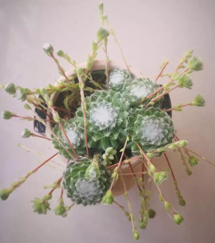 一花一世界多肉园艺,一花一世界一叶一菩提多肉植物