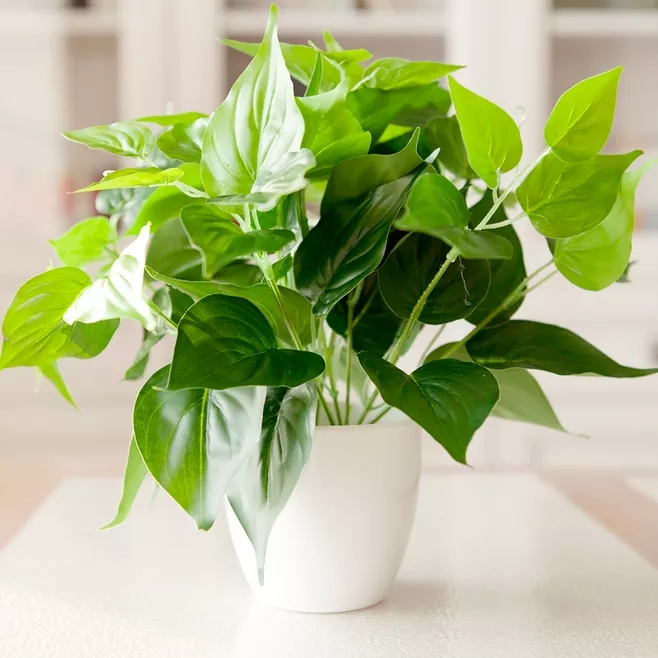 适合放在楼梯角落的植物,适合摆客厅角落的大型植物