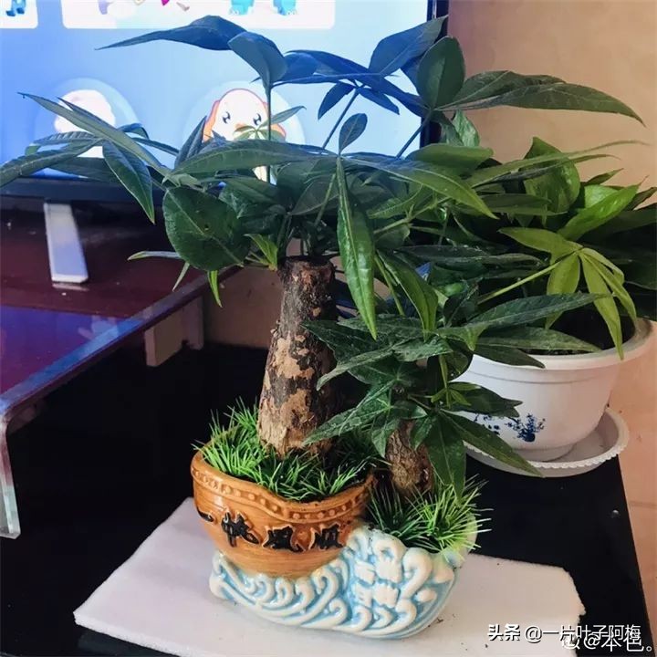 5个植物最招财,能开花又好养的植物又有寓意
