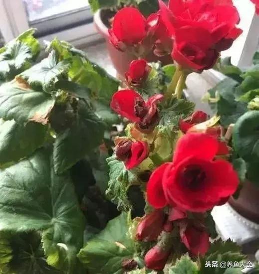 花卉冻伤怎么补救,春天浇水冻伤花根怎么修复