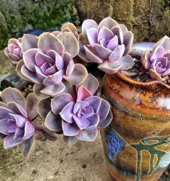 多肉叶子徒长处理办法视频,多肉叶子发绿怎么处理