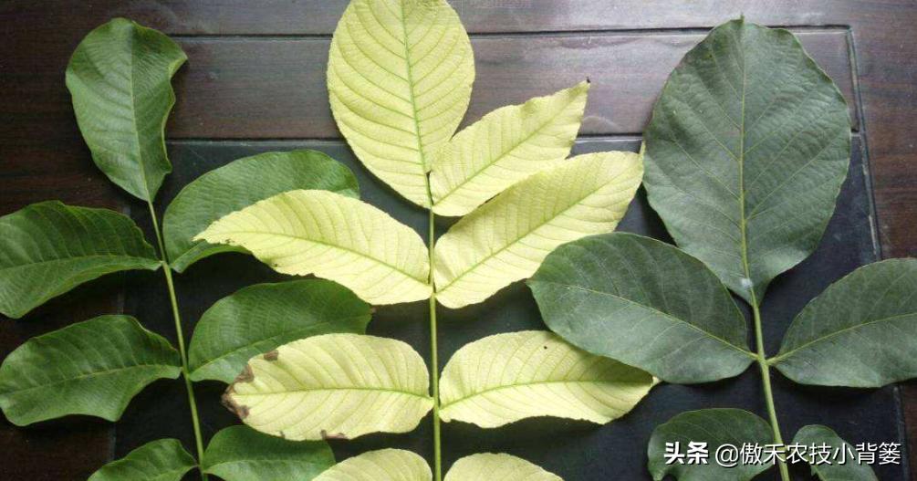 花卉绿植黄叶枯叶如何处理,花卉绿植黄叶原因是什么