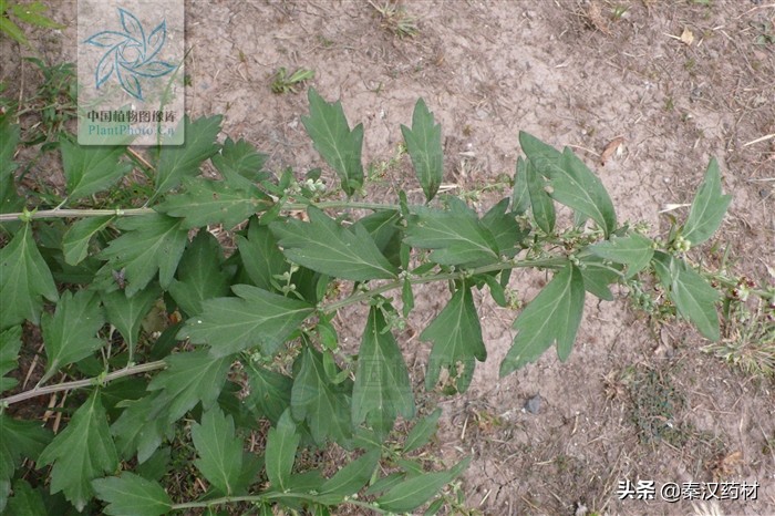 艾蒿属多年生草本植物,艾蒿类植物有哪些