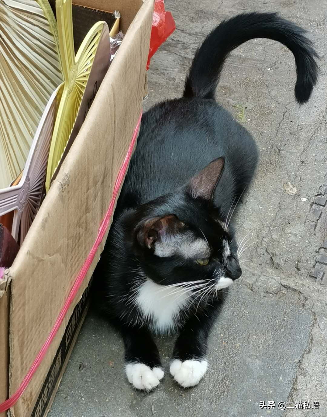 奶牛猫欲向鱼档主讨鱼吃,见有人来买鱼竟然如此做,真是太聪明了