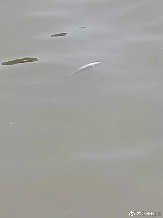 本汀金迦潘求败7米2,本汀金迦潘引领实测