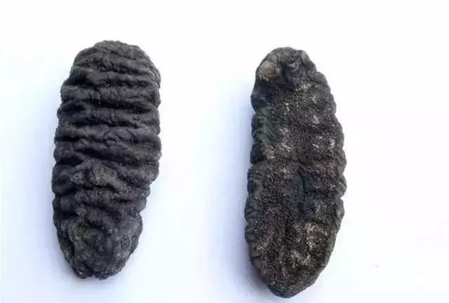 海参的图片和海参的知识,海参介绍的视频