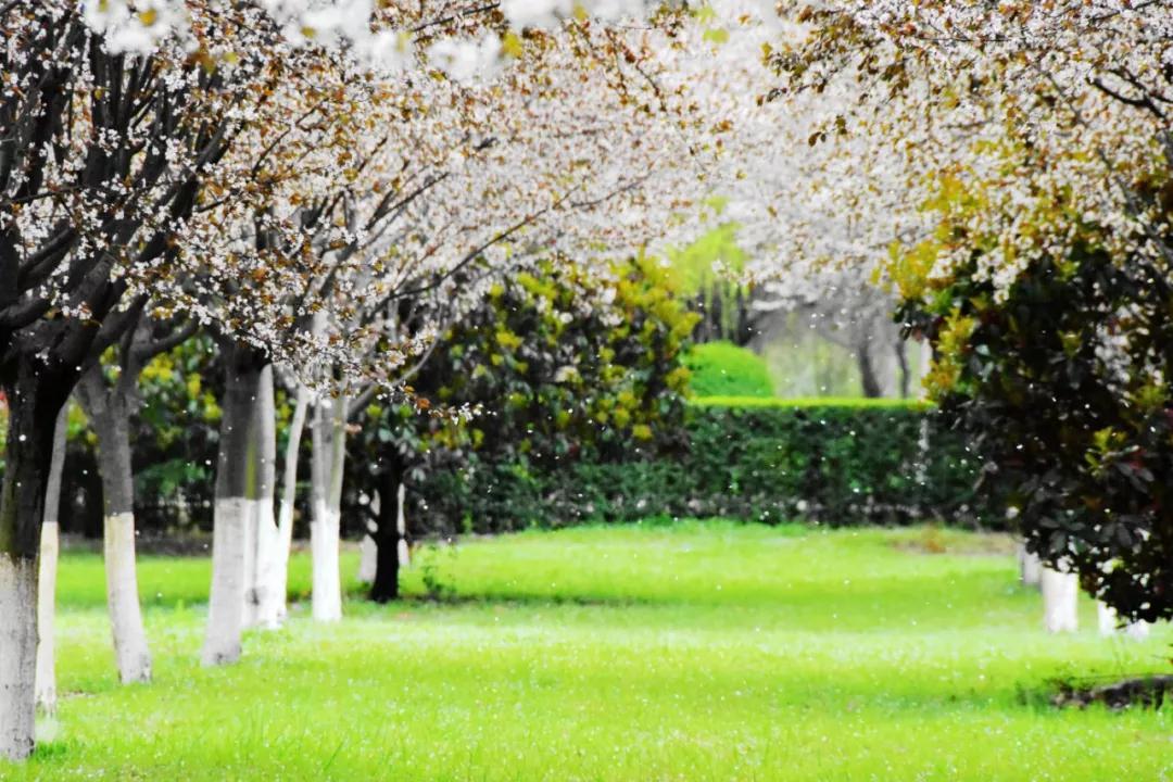 为什么选择西安外国语,为什么报考外国语学院