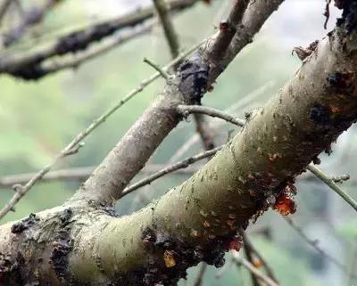 什么杀菌剂能治疗果树流胶病,果树流胶病用石硫合剂可以吗