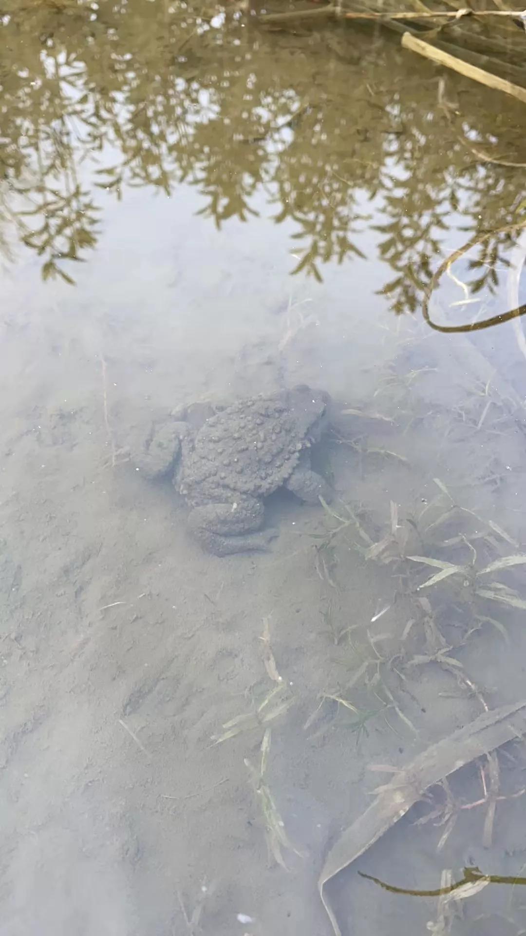 建一座完全不打药的生态花园,所有生命在这里和谐共处,值得收藏
