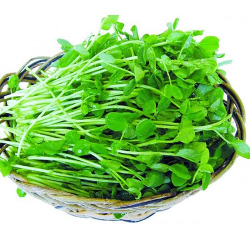 免费学习芽苗菜技术,学习芽苗菜种植