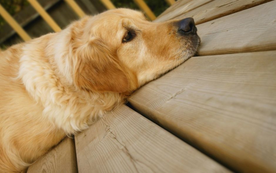 狗狗打完疫苗多久可以打狂犬疫苗,狗狗第三针疫苗打完后多久能出门