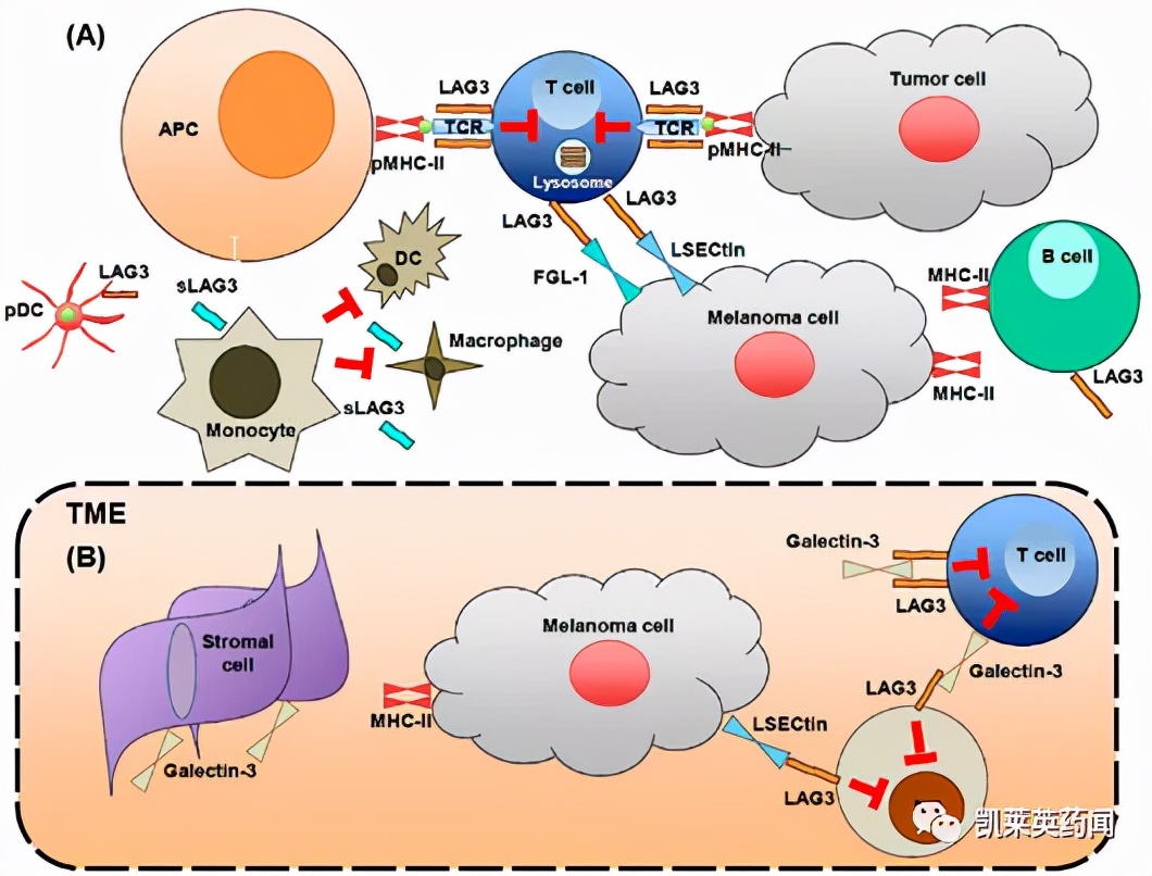 聚焦药靶：LAG-3，肿瘤免疫治疗的又一场豪赌