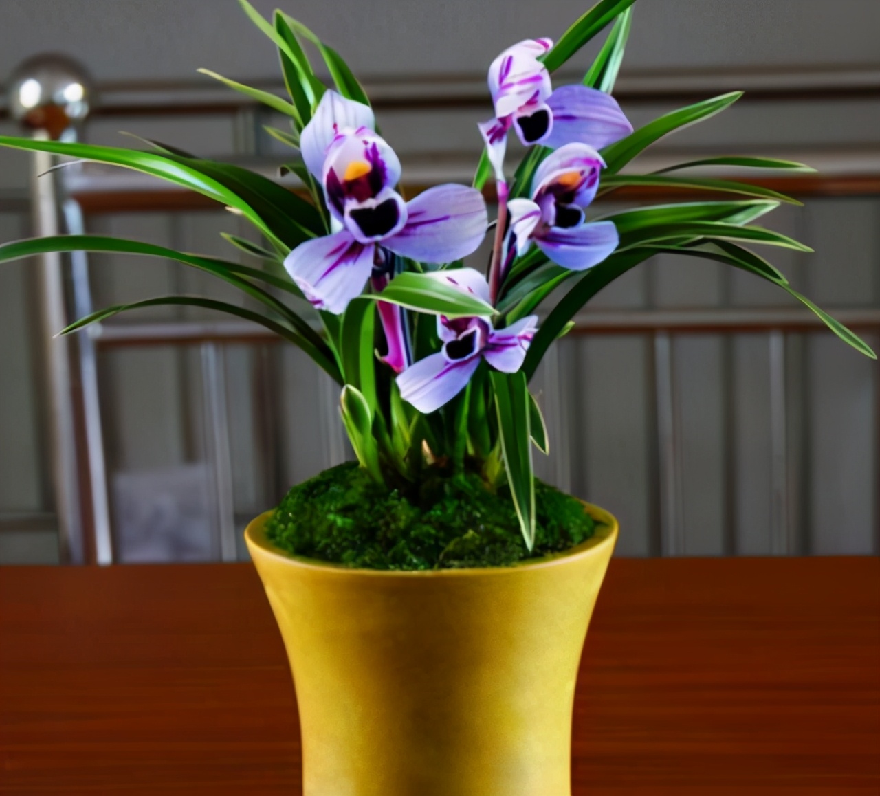 建兰色花“紫月荷”花色神秘冷艳，香味浓郁持久，叶带金边又好养