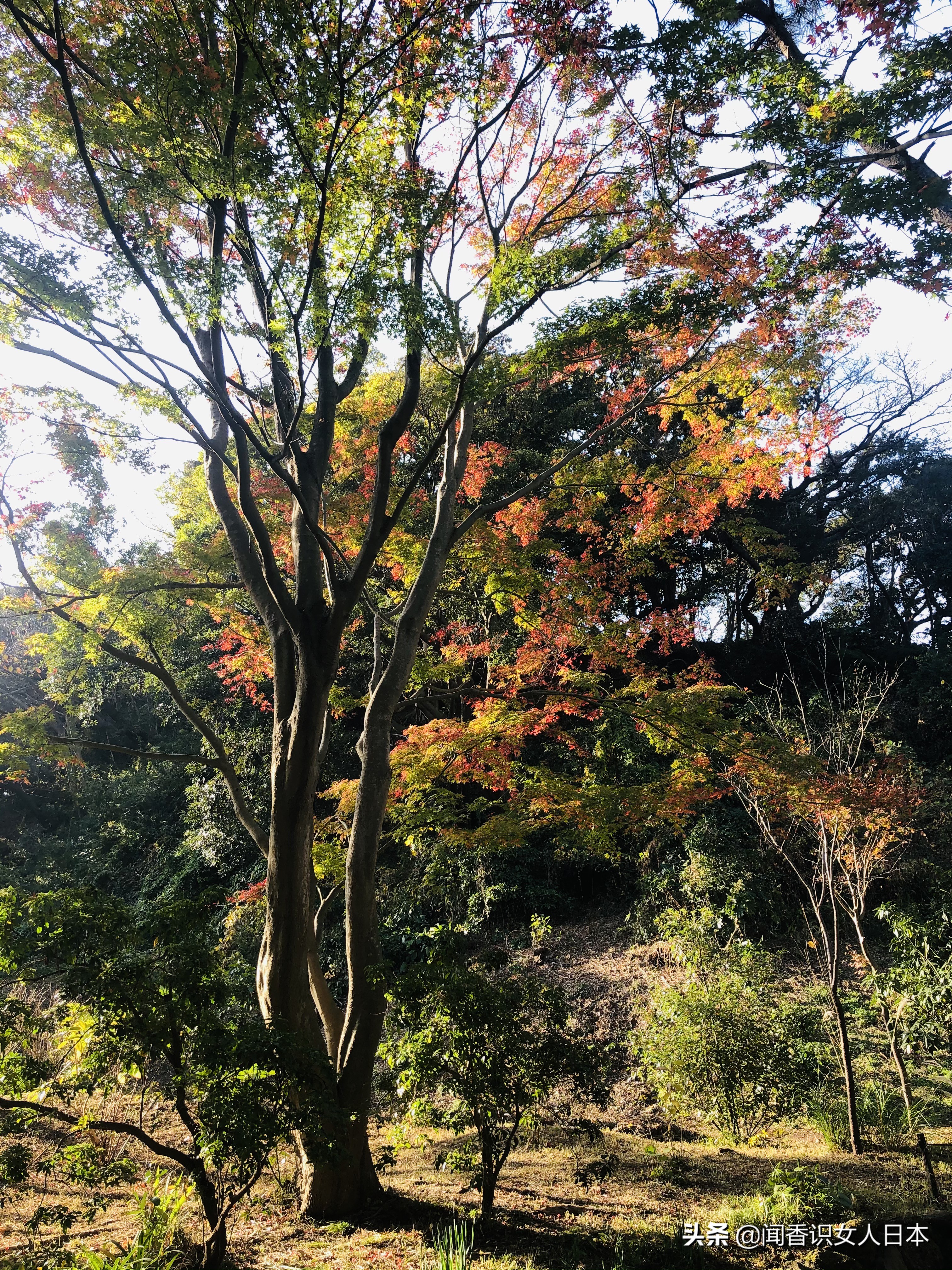 横滨三溪园,横滨三溪园介绍