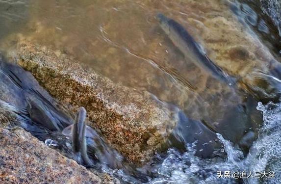 舌尖上的中国北渡鱼视频,瓦氏雅罗鱼正宗做法