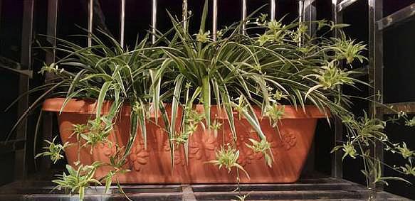 教你几点养吊兰的小方法,养吊兰小技巧