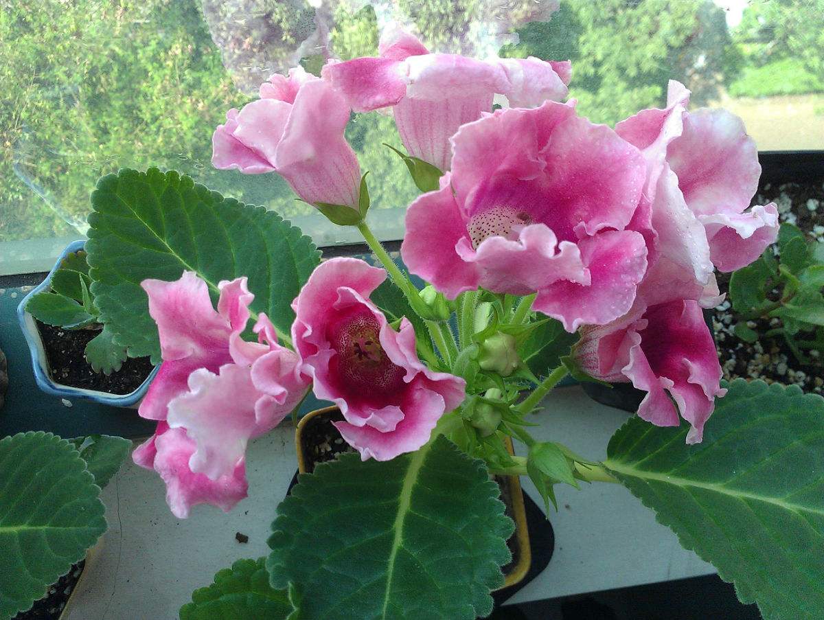 大岩桐没开花花蕾就枯了怎么办,大岩桐怎么养二次开花