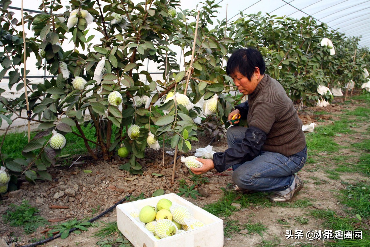 番石榴的品种以及种植技巧和方法,平泉南果北引番石榴喜获丰收