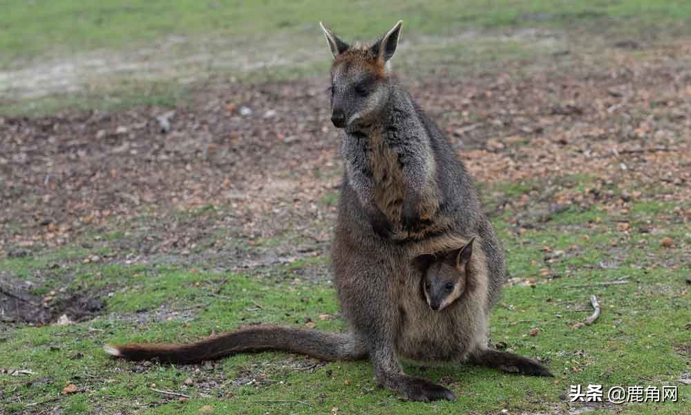 你知道哪种动物容易怀孕吗,动物怀孕会有孕反吗