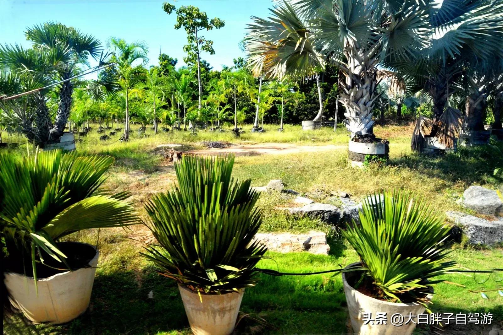 泰国风情之旅完整版小说,泰国风情十日游