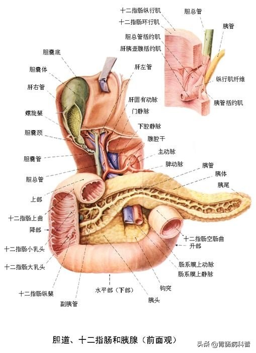 护考消化系统解剖图谱详解,消化系统解剖生理教学