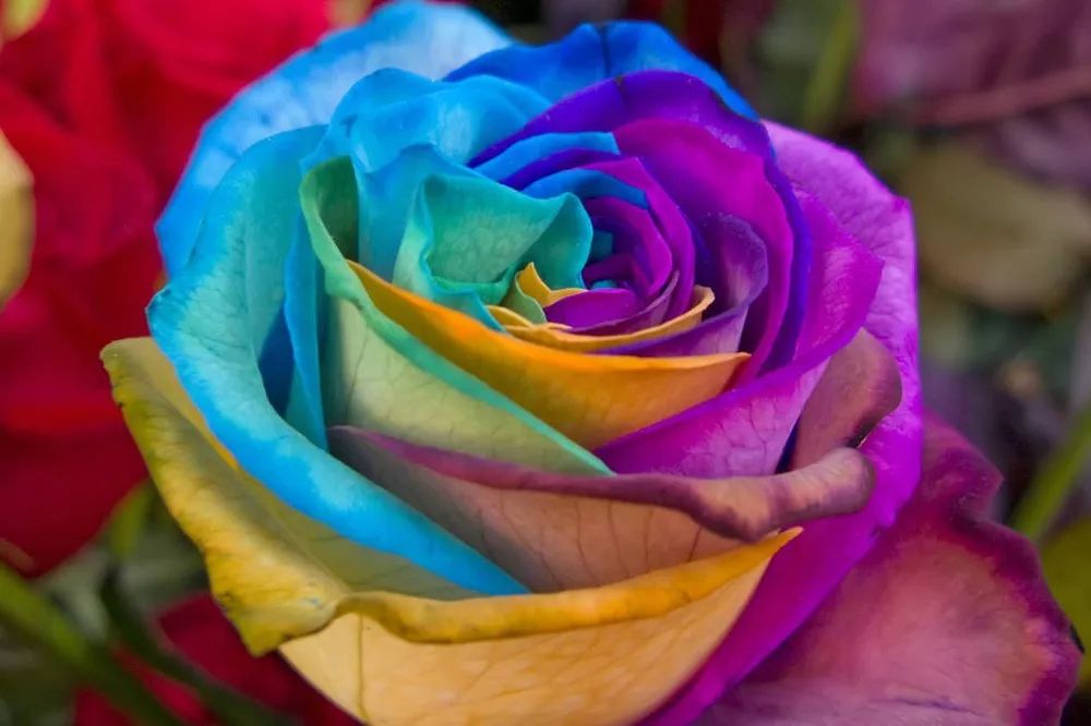 一篇文章带你认识三亚40种花,鲜花图鉴一次性认识30种玫瑰花