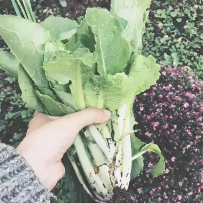 “园艺疗法”治愈抑郁症女孩，与植物对话可舒缓情绪，感知自我