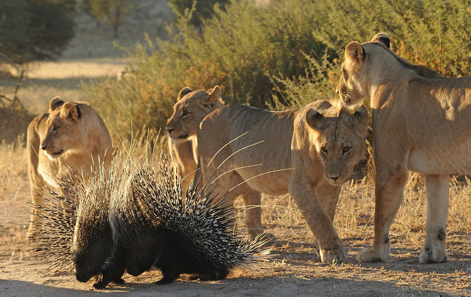 狮子VS豪猪，从非洲殖民时代说起，食人狮与豪猪也脱不开关系