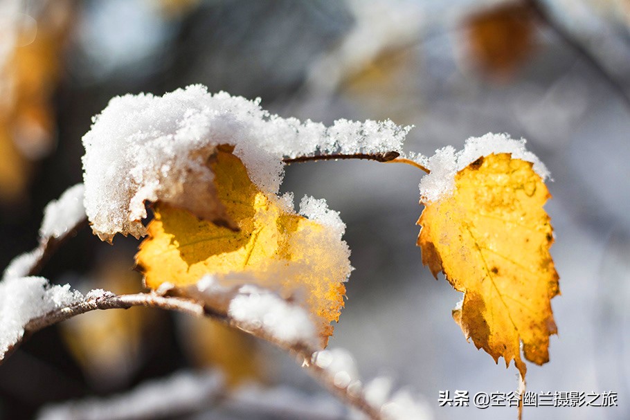 难道我误闯进了，被科考生态专家称为兴安奇景的，偃松幽径吗？